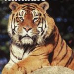 An Alphabet of Animals
